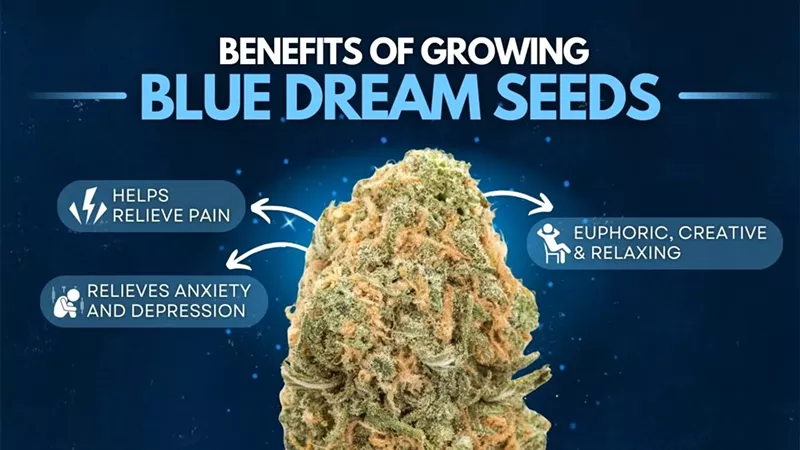 Blue Dream Seeds Info 2025: Genetics, Benefits & Where to Buy
