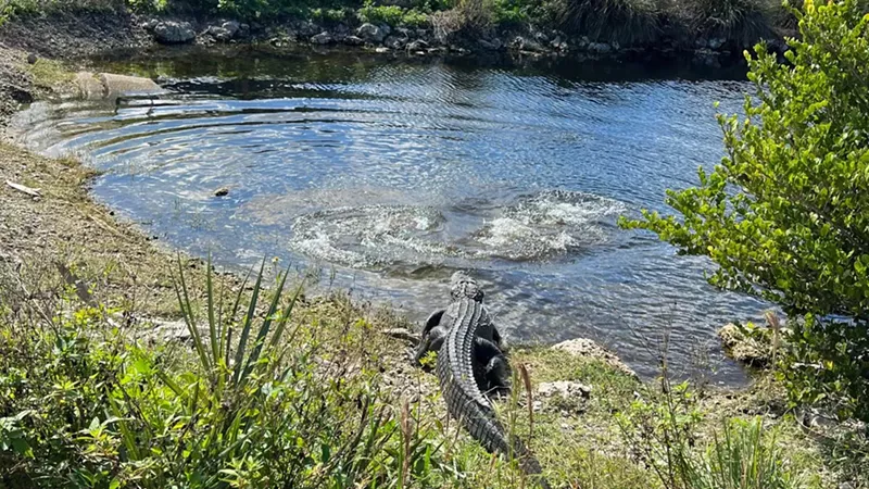 Visiting the Florida Everglades National Park – My Favorite Things to Do