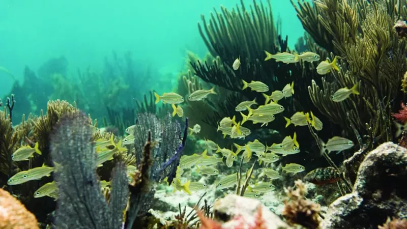 My Favorite Places for Snorkeling in Florida: A Deep Dive Into the Sunshine State’s Hidden Gems
