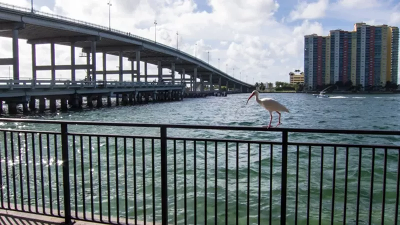 My Favorite Places for Snorkeling in Florida: A Deep Dive Into the Sunshine State’s Hidden Gems