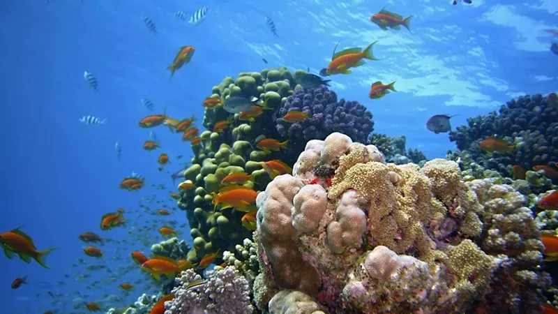 Key Largo Adventure – Sun, Snorkeling, and Surprises for All Ages