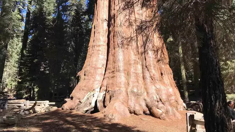 My Trip Through the National Parks in California: Exploring the Golden State