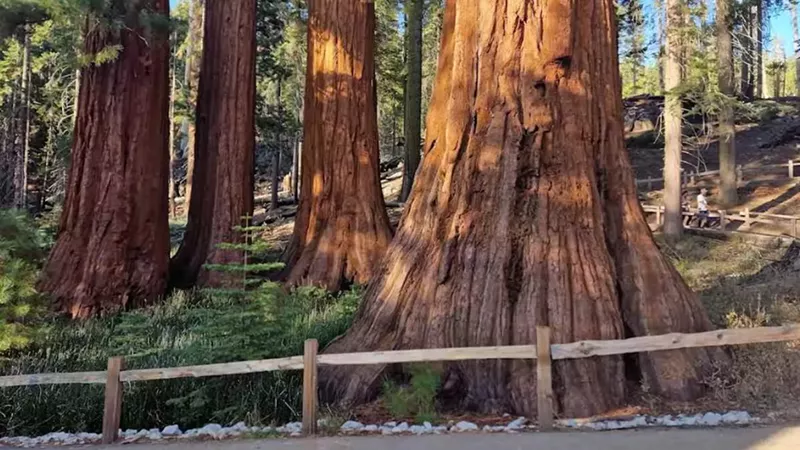 My Trip to Bass Lake, California: A Serene Sierra Getaway I Didn’t Know I Needed