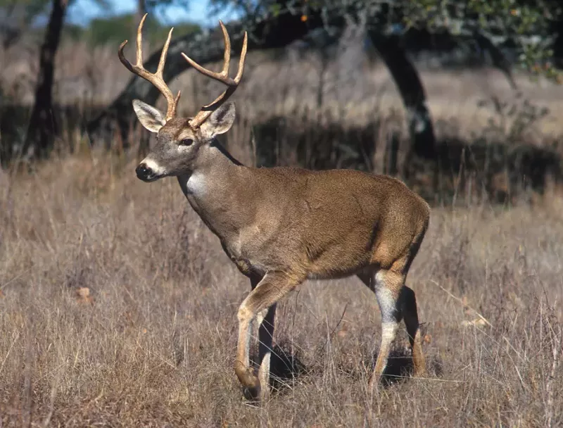 Michigan residents are generally barred from feeding deer. - USDA photo by Scott Bauer/Licensed under Public domain via Wikimedia Commons