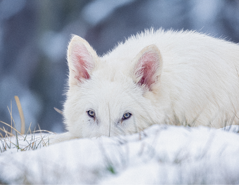 Colossal Biosciences is Rethinking Extinction