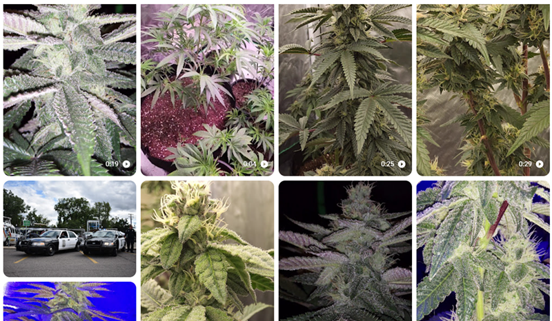 A prankster posted nearly 25 videos of marijuana plants with glistening buds on the Taylor Police Department's website. - Google screen grab