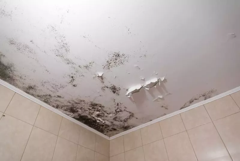 As pictured in this stock photo, black mold thrives in damp environments. - Shutterstock