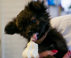 A puppy eats a vanilla custard cone at Custard & Co. in Royal Oak. - Tom Perkins