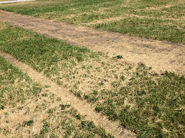Grass that sat below one of the grandstands. - Photo by Tom Perkins