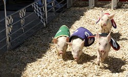 Piglet racing cut from Ferndale, Royal Oak BBQ festivals following pressure from animal rights activists