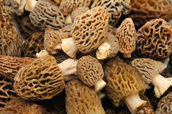 The dos and don’ts of foraging and feasting morels
