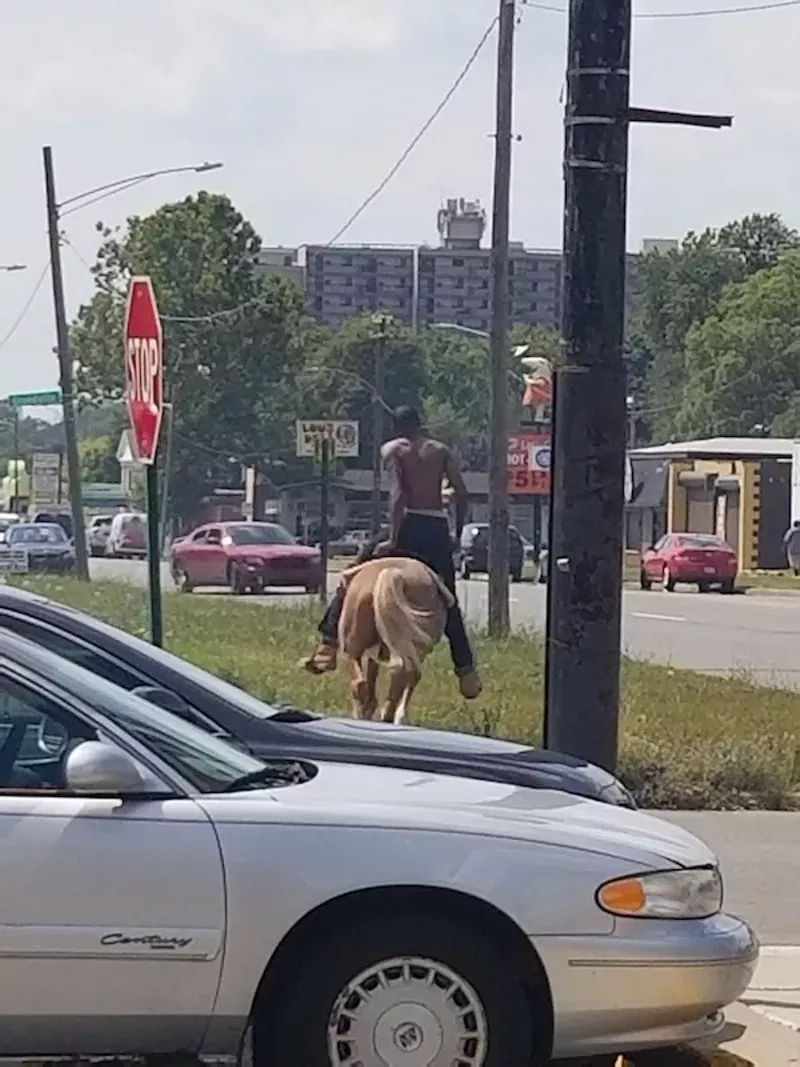 The mysterious horseman of Northwest Detroit spotted again