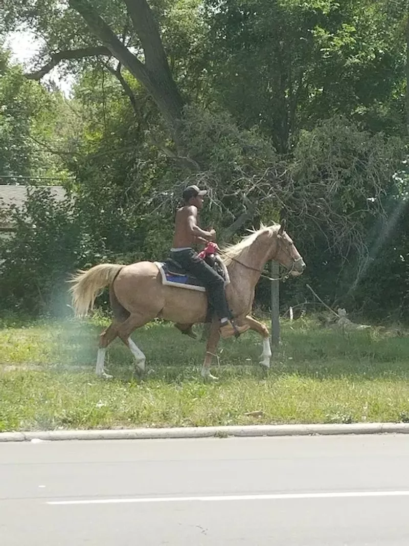 The mysterious horseman of Northwest Detroit spotted again