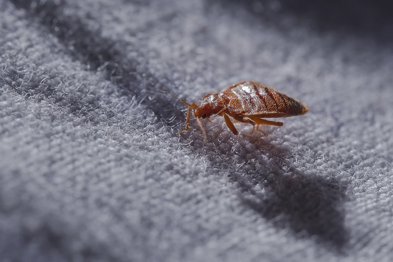A close-up of a bed bug, possibly the most terrifying tiny bug there is - Shutterstock