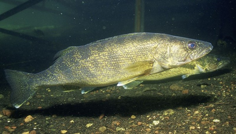 Study: Antidepressants found in brains of Great Lakes fish