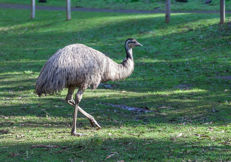 An emu in Australia where it's supposed to be, not roaming around Oakland County. - Shutterstock