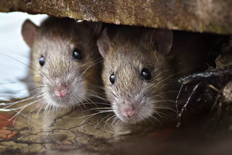Detroit one of top 10 'rattiest' U.S. cities, according to study