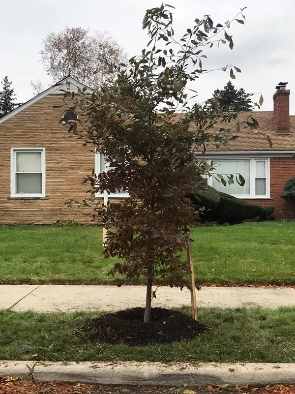 A tree planted last month in front of Jerome Christian's home in the Aviation subdivision. - COURTESY PHOTO