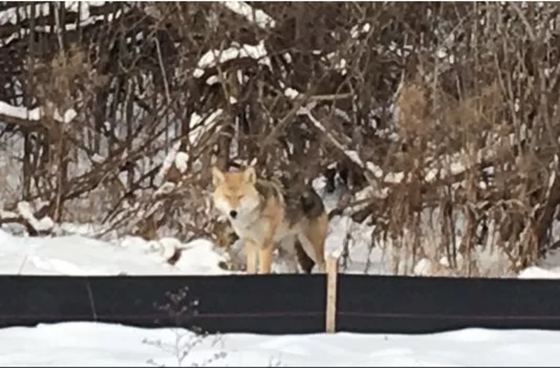 Coyote spotted on Belle Isle — and it's not the first time