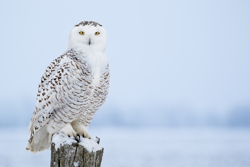 Locals say they're spotting snowy owls in downtown Detroit