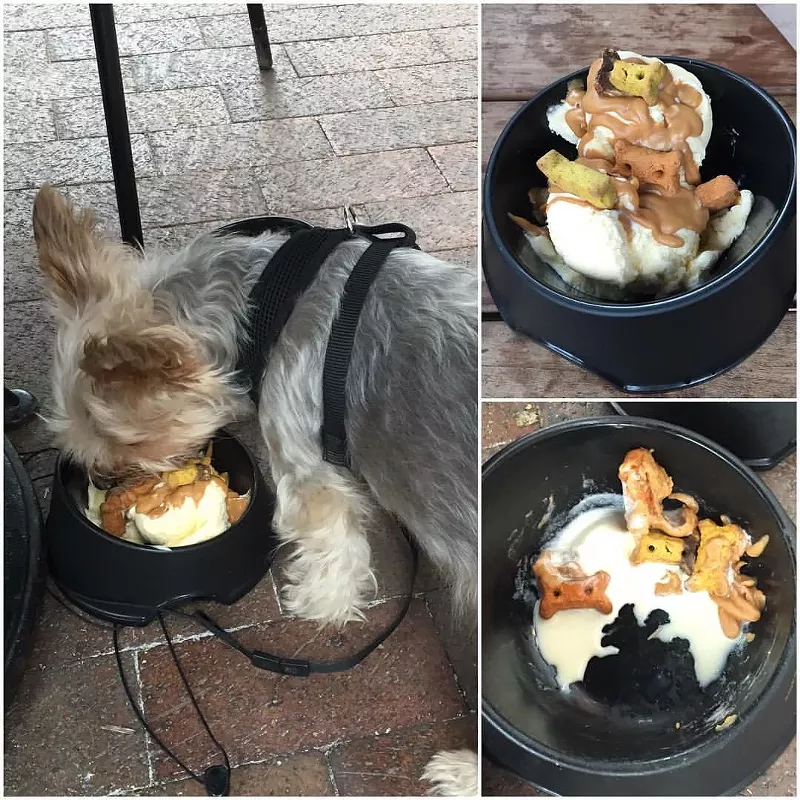 A lil puppy enjoying his lil puppy treat - Courtesy photo