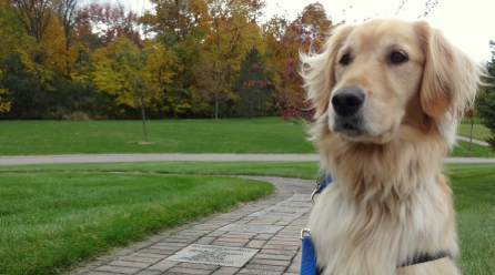 Therapy dog Alpine retired in December, 2017. - Courtesy photo