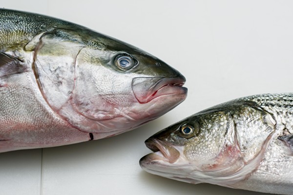 Yellowtail Hiramasa (left) and striped bass at Motor City Seafood. - Tom Perkins