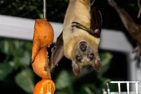 Detroit Zoo takes in animals displaced by sudden closure of Pontiac's Bat Zone