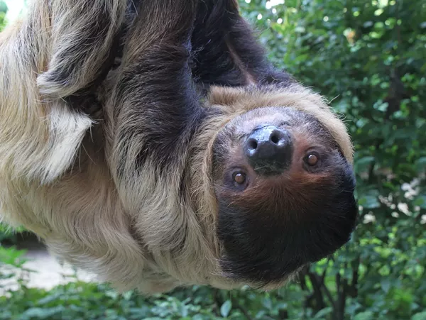 Detroit Zoo takes in animals displaced by sudden closure of Pontiac's Bat Zone