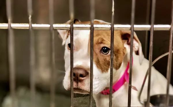 One of dozens of dogs at the Detroit Animal Care and Control shelter.
