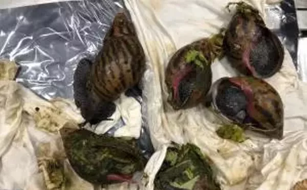 These Giant African snails were found inside luggage at Detroit Metropolitan Airport.