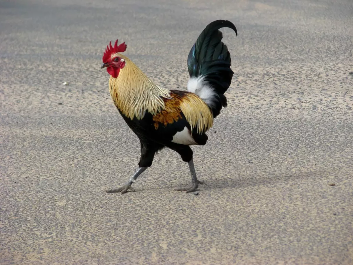 Savage Love Why does my cuckold picture