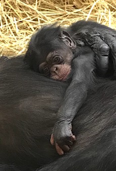 The Detroit Zoo's newborn chimp, Jane.