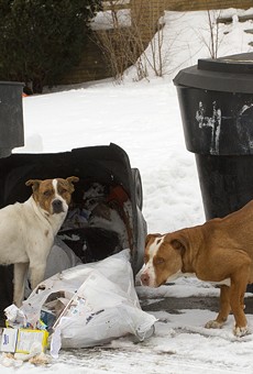 Stray dogs rummage through trash in Detroit.