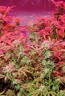 Michigan's regulated marijuana market to lose significant source of cannabis