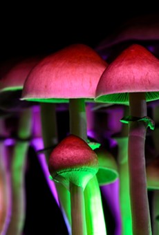 Ann Arbor has decriminalized psychedelic mushrooms and plants
