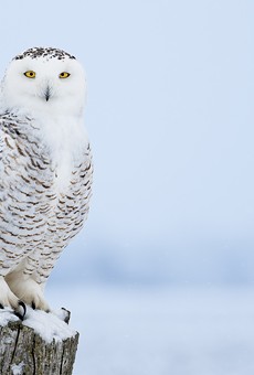 Locals say they're spotting snowy owls in downtown Detroit