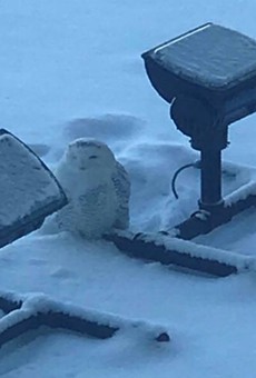 A snowy owl made itself at home on Dan Gilbert’s One Campus Martius Building