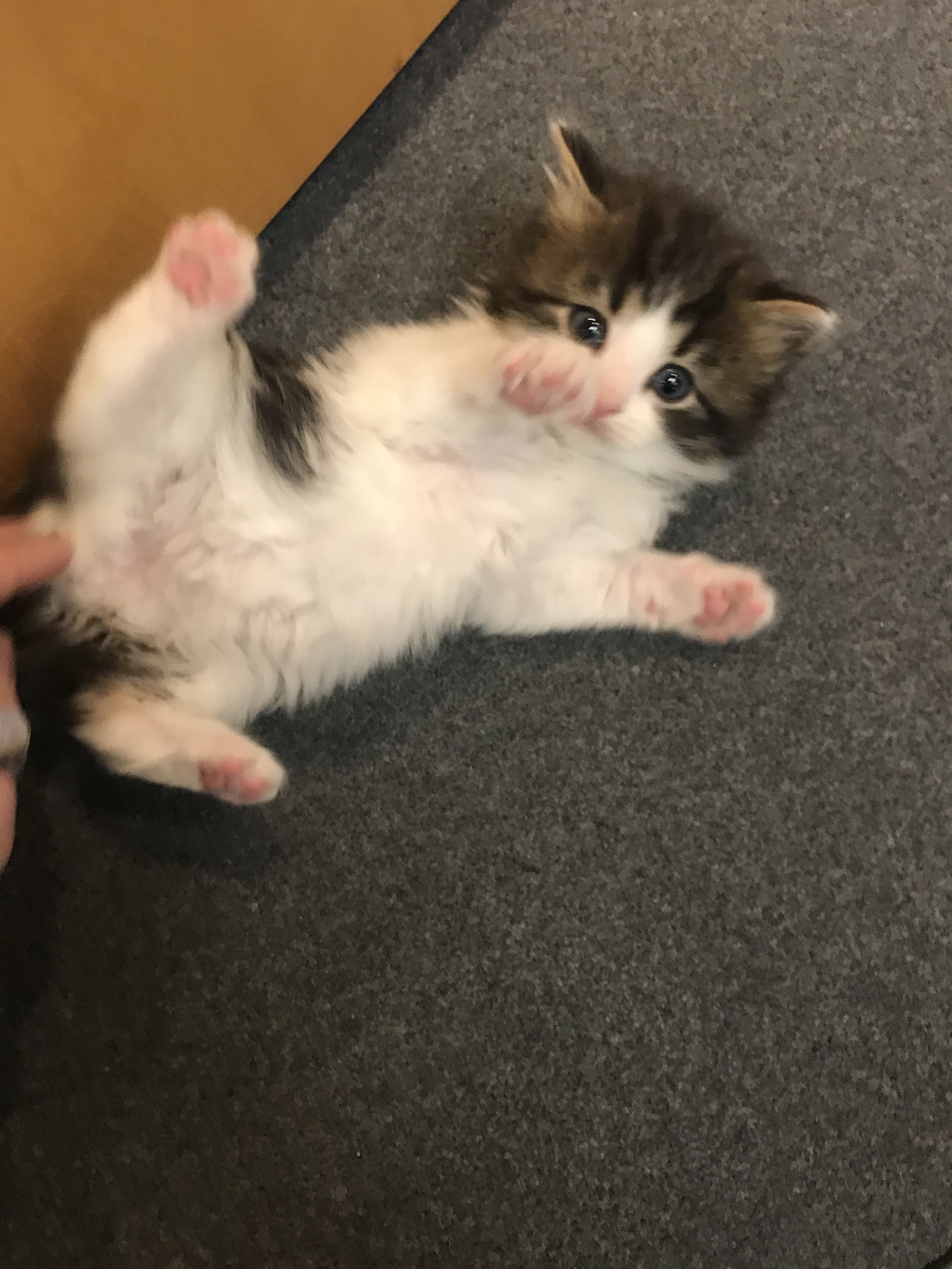 Police cat is the cutest recruit at this police department