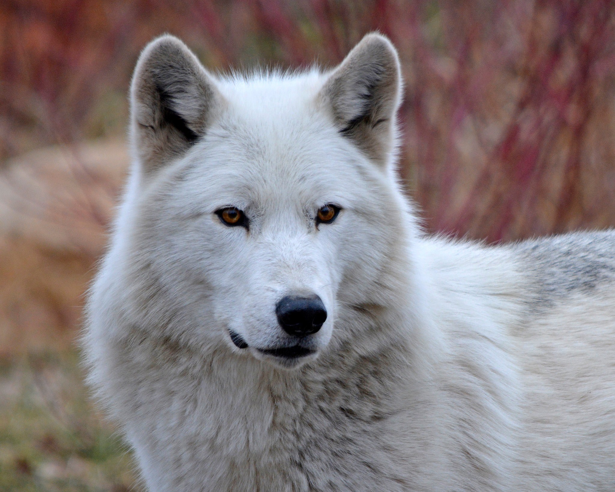 Detroit Zoo says goodbye to beloved gray wolf, Wazi: ‘We are heartbroken’