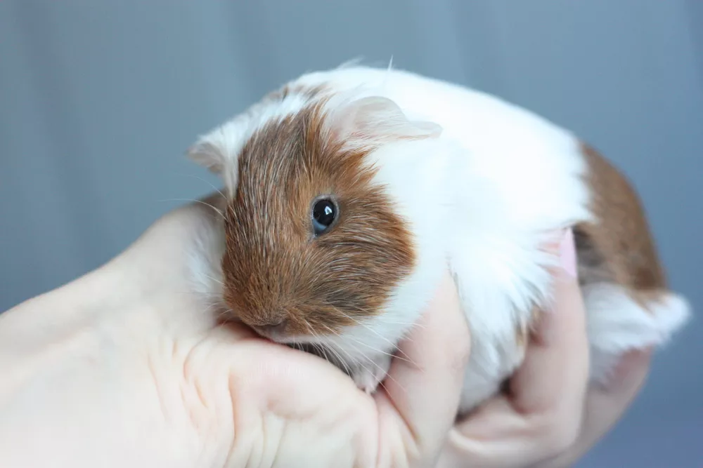 Grosse Ile teens get probation for torturing and killing guinea pig