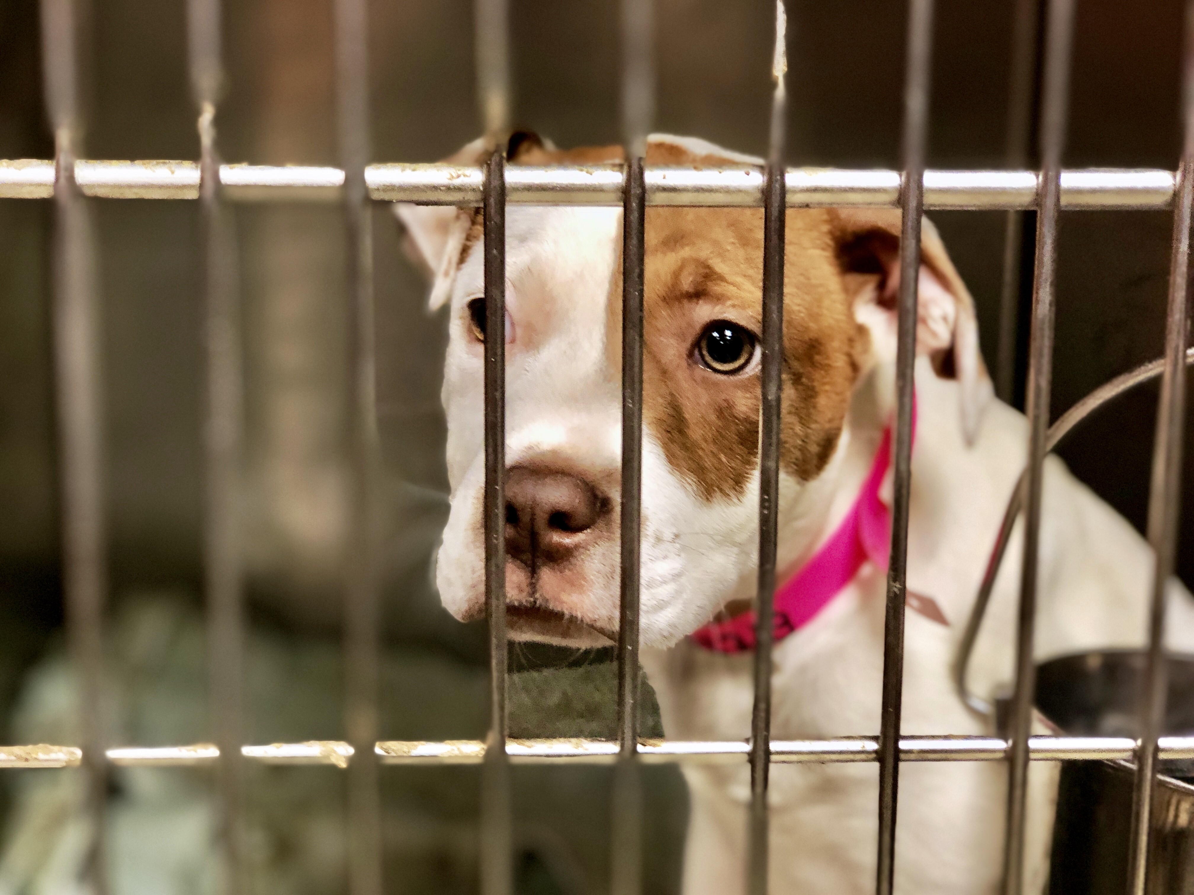 Dogs and cats at Detroit's animal shelter have no veterinarians, prompting  plea for help | Metro Detroit News | Detroit | Detroit Metro Times