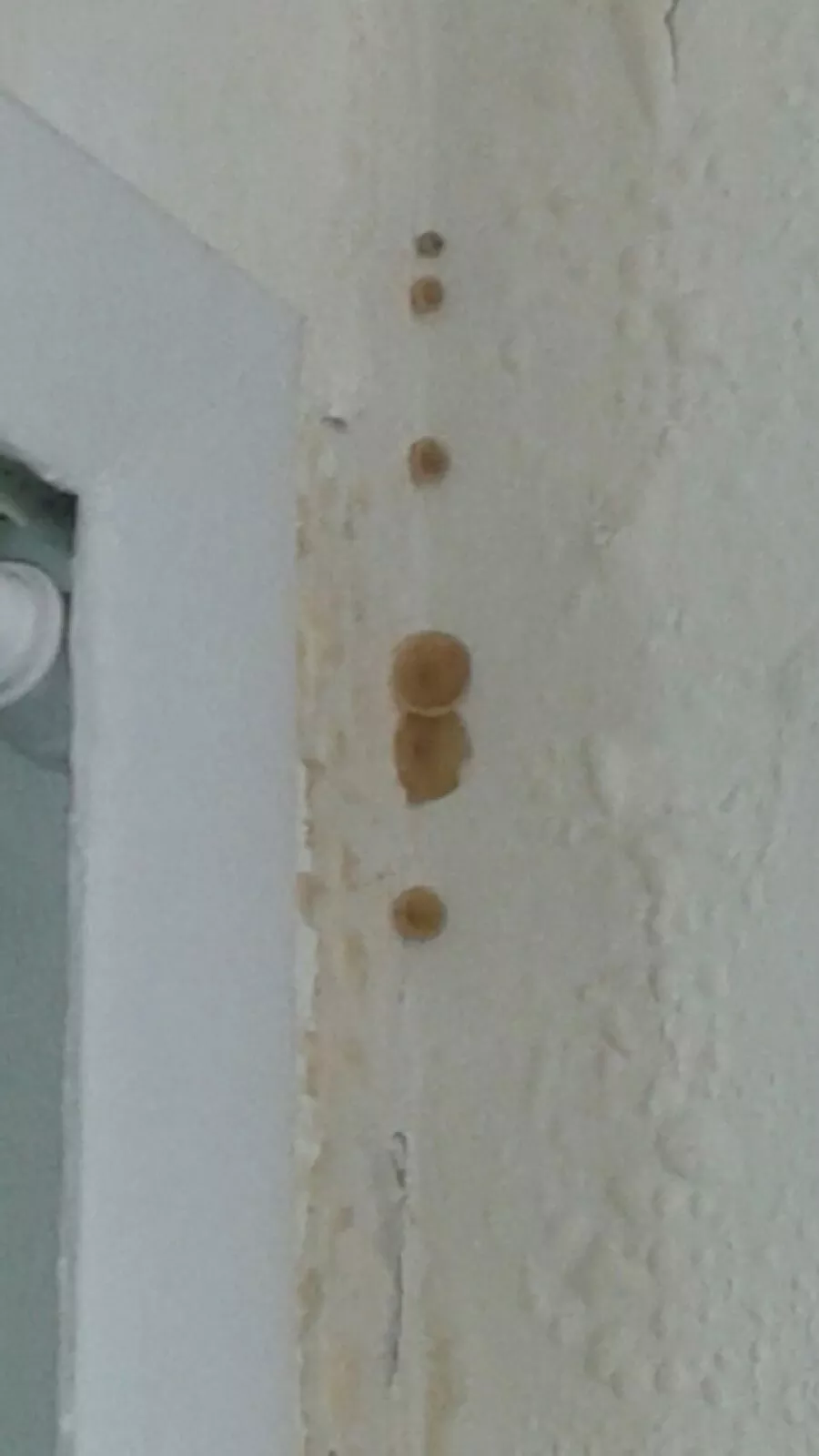 There are literally mushrooms growing in this Midtown apartment