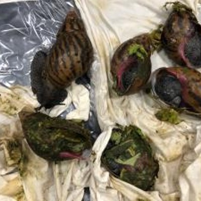 These Giant African snails were found inside luggage at Detroit Metropolitan Airport.