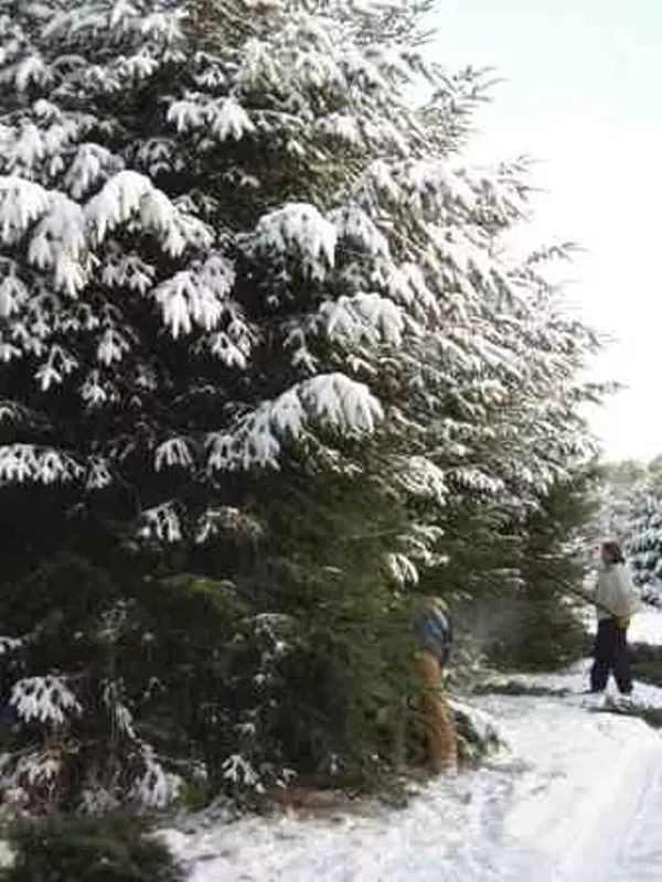 20 tree farms in Michigan that have perfect Christmas trees for your home Detroit Detroit