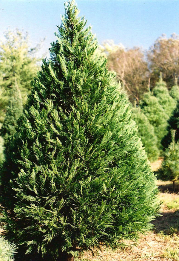 20 tree farms in Michigan that have perfect Christmas trees for your