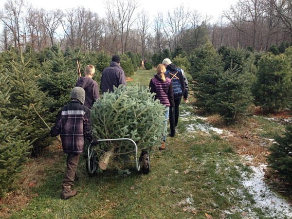 20 tree farms in Michigan that have perfect Christmas trees for your ...