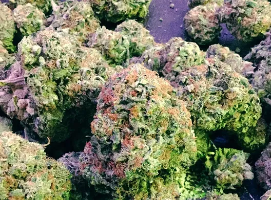 Ann Arbor Health Collective
    Durban Poison
    This sativa has worldwide notoriety (and a name-check in a Humble Pie tune, of course) for its sweet smell and energetic, uplifting effect. Durban Poison gives a productive, creative high. 
    3060 Packard Rd., Ste. A, Ann Arbor; annarborhealthcollective.com; 734-929-5645. 