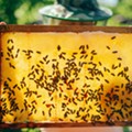 Bee Fest returns to Belle Isle Nature Center for National Honey Bee Day