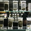 Michigan's recreational marijuana sales may not be as robust as initially expected, study warns